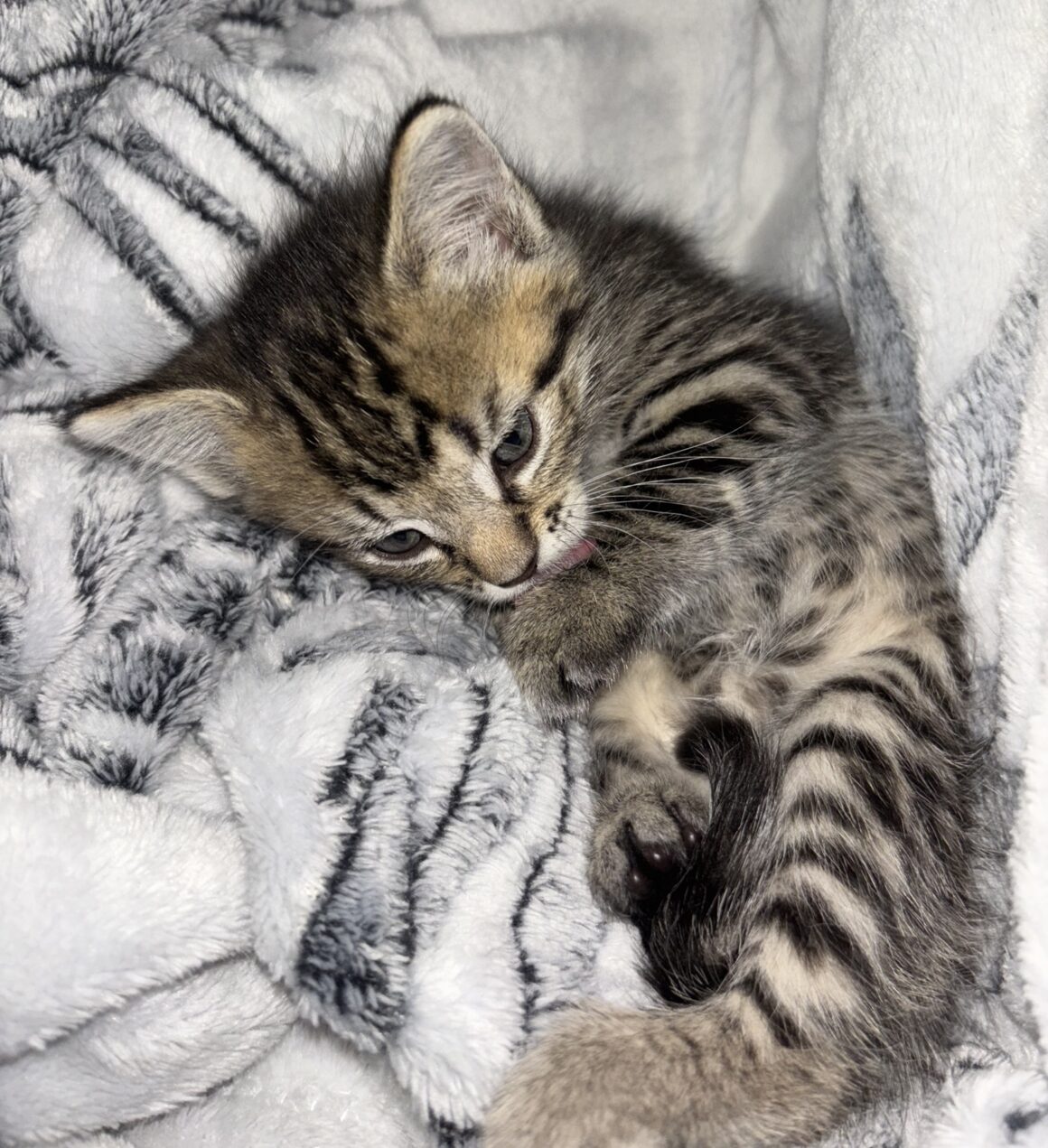 AMY – Chaton