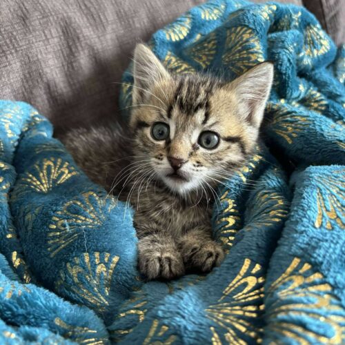 AMY – Chaton adoptée