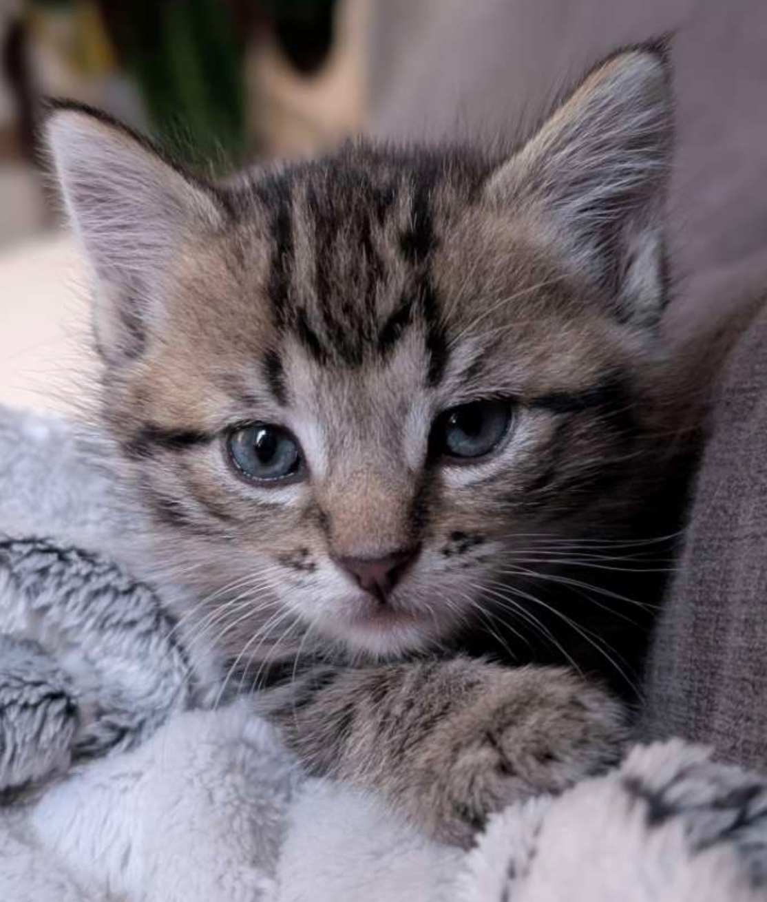 AMY – Chaton