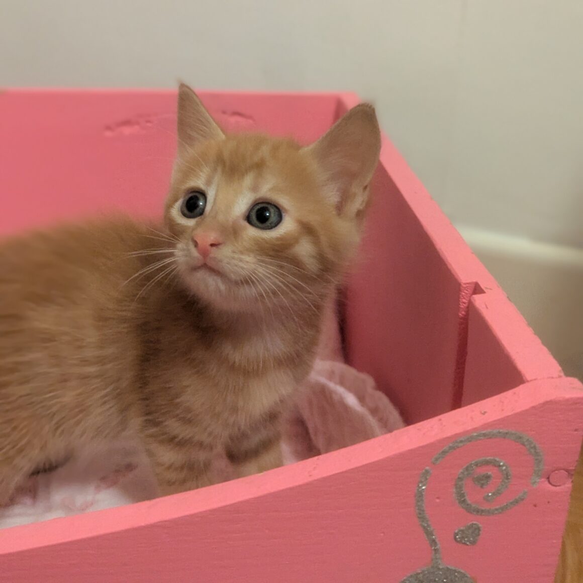 ANGE – CHATON réservé
