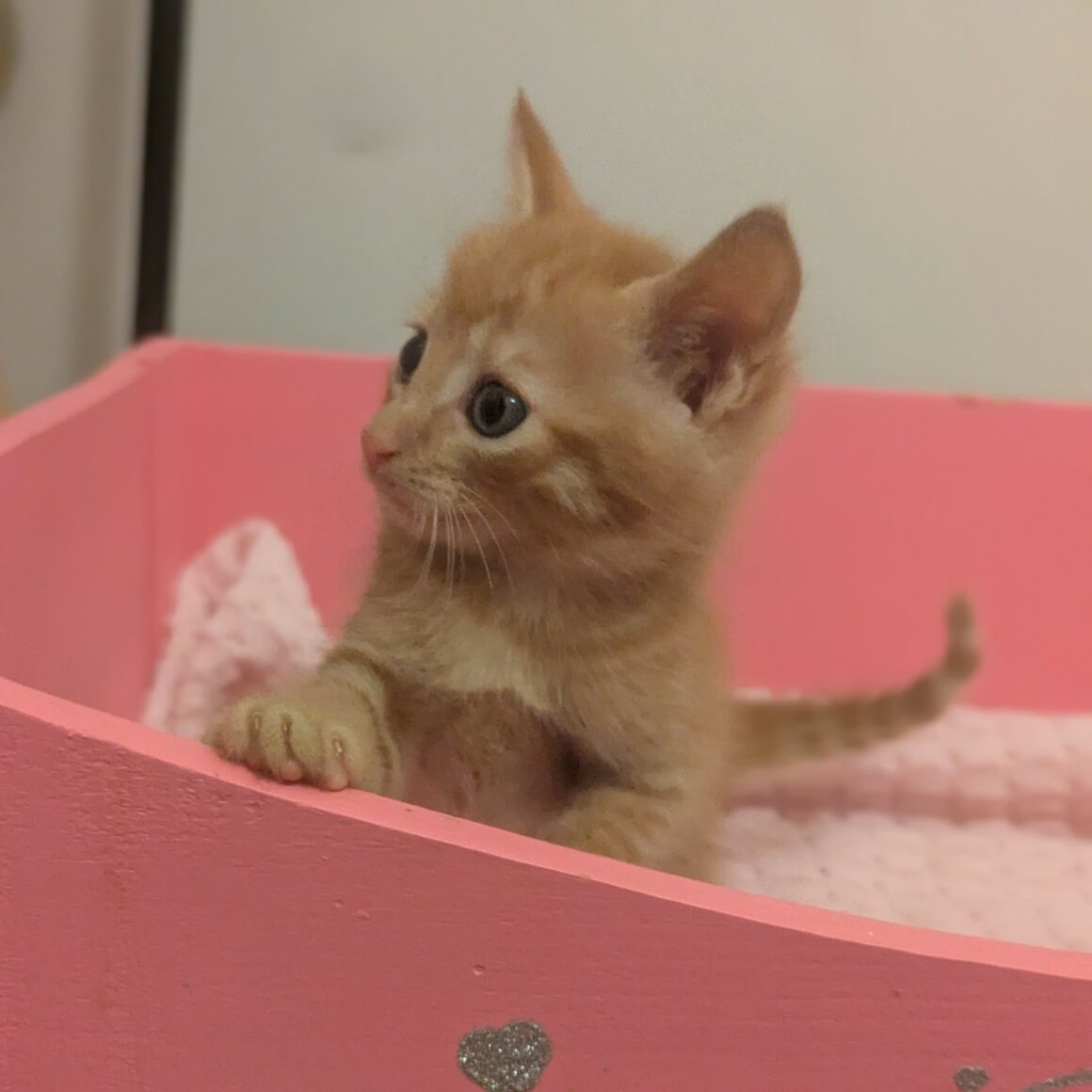 ANGE – CHATON réservé