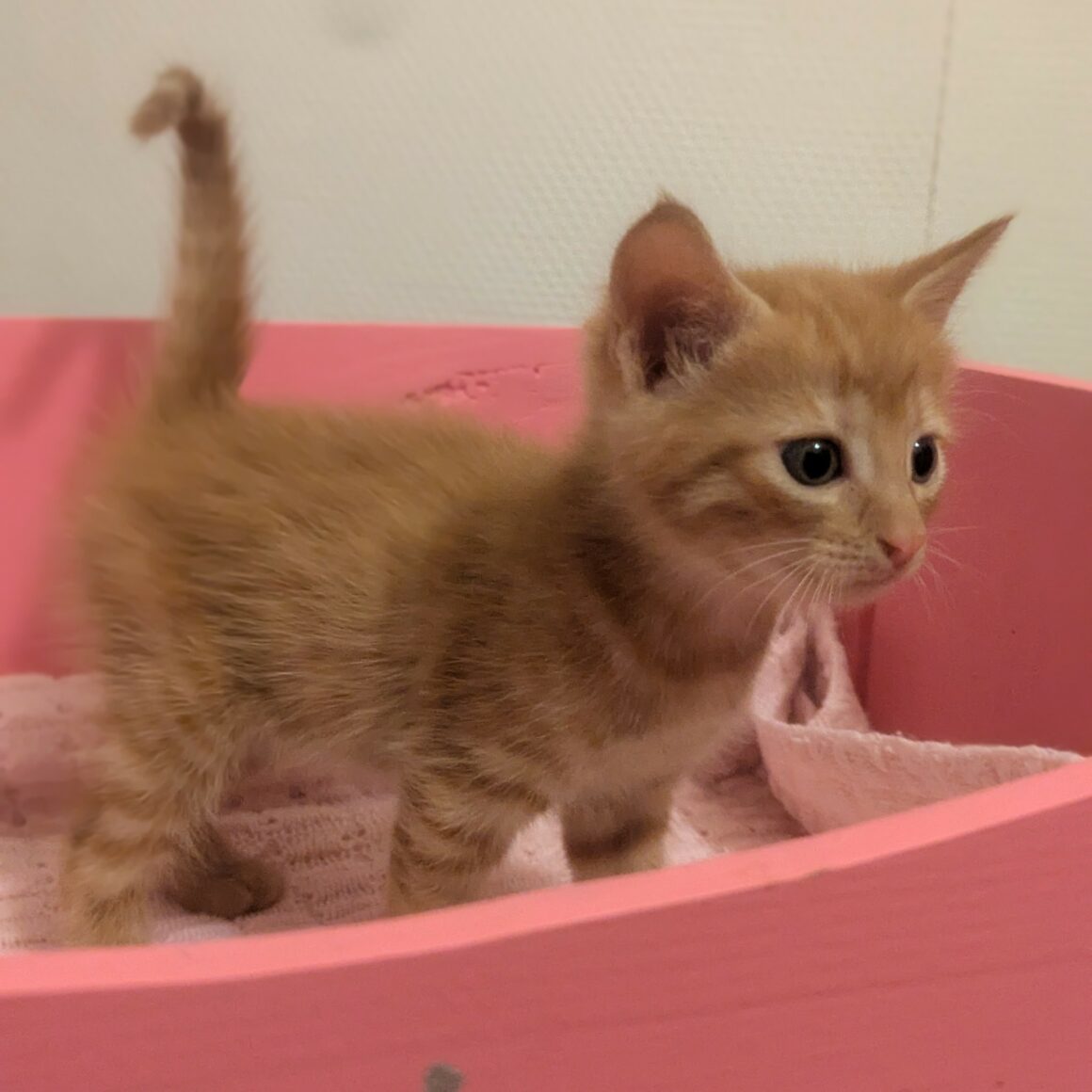 ANGE – CHATON réservé
