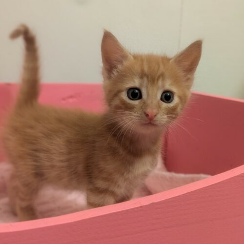 ANGE – CHATON réservé