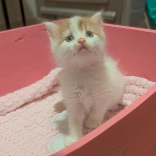 ANGORA – CHATON adopté
