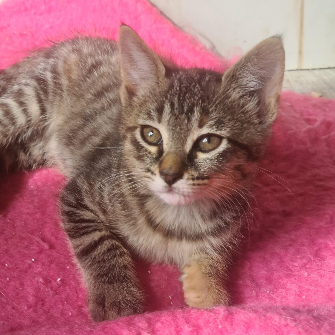 APLUS – Chaton réservée