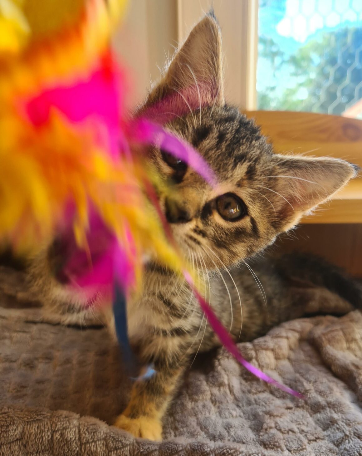 APLUS – Chaton réservée