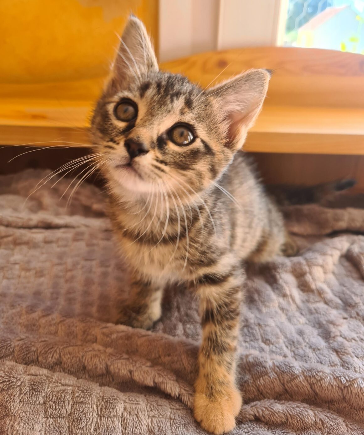 APLUS – Chaton réservée