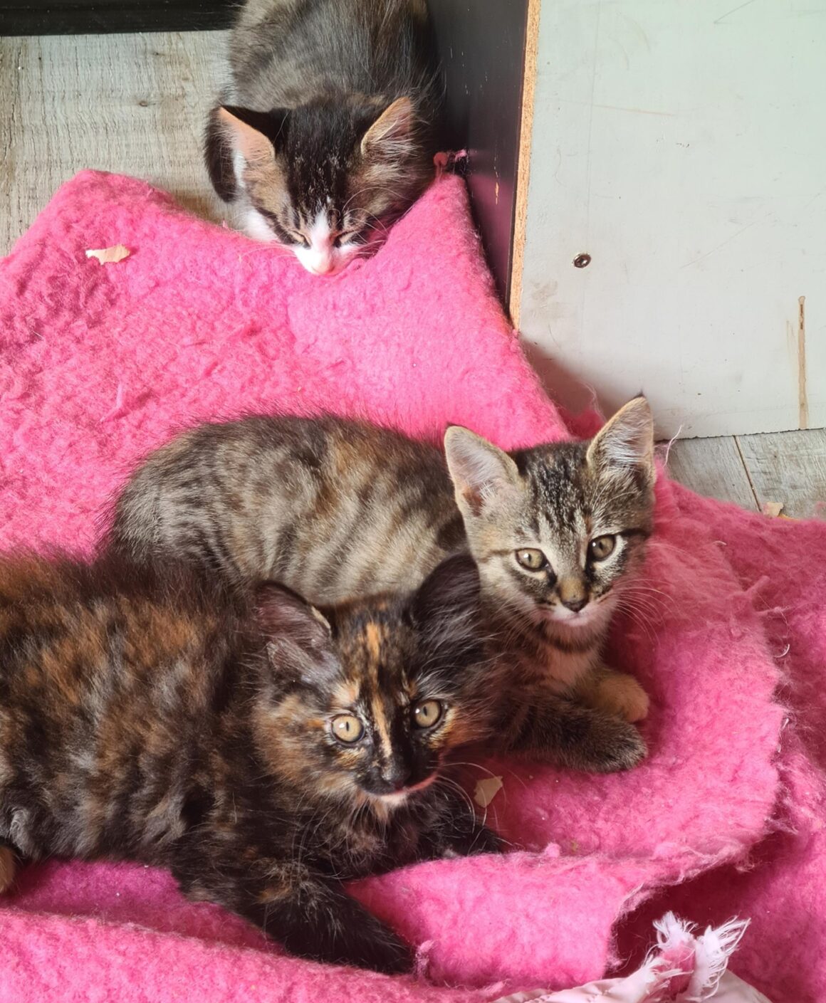 APLUS – Chaton réservée