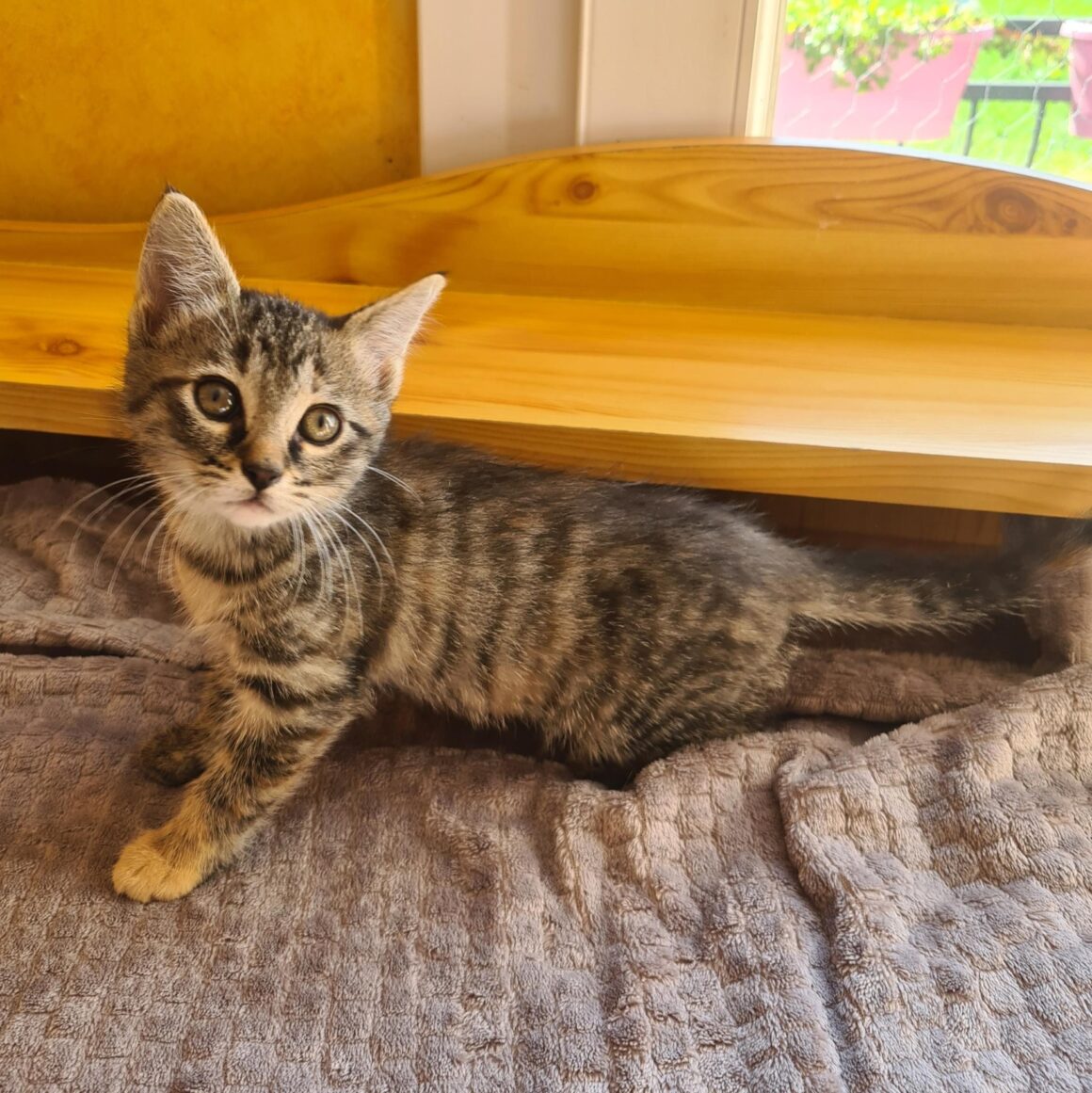 APLUS – Chaton adoptée