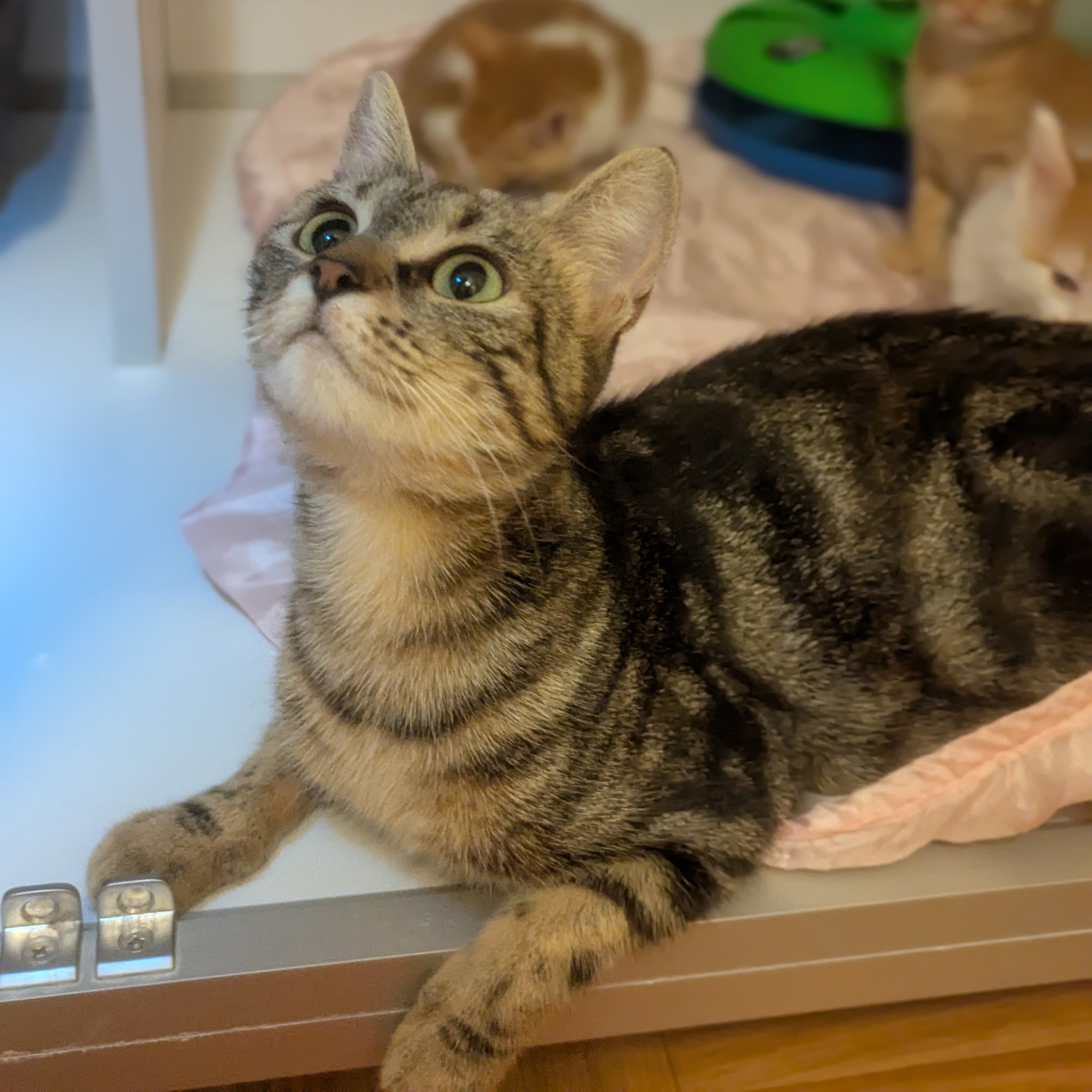 APRIL – 1 an adoptée