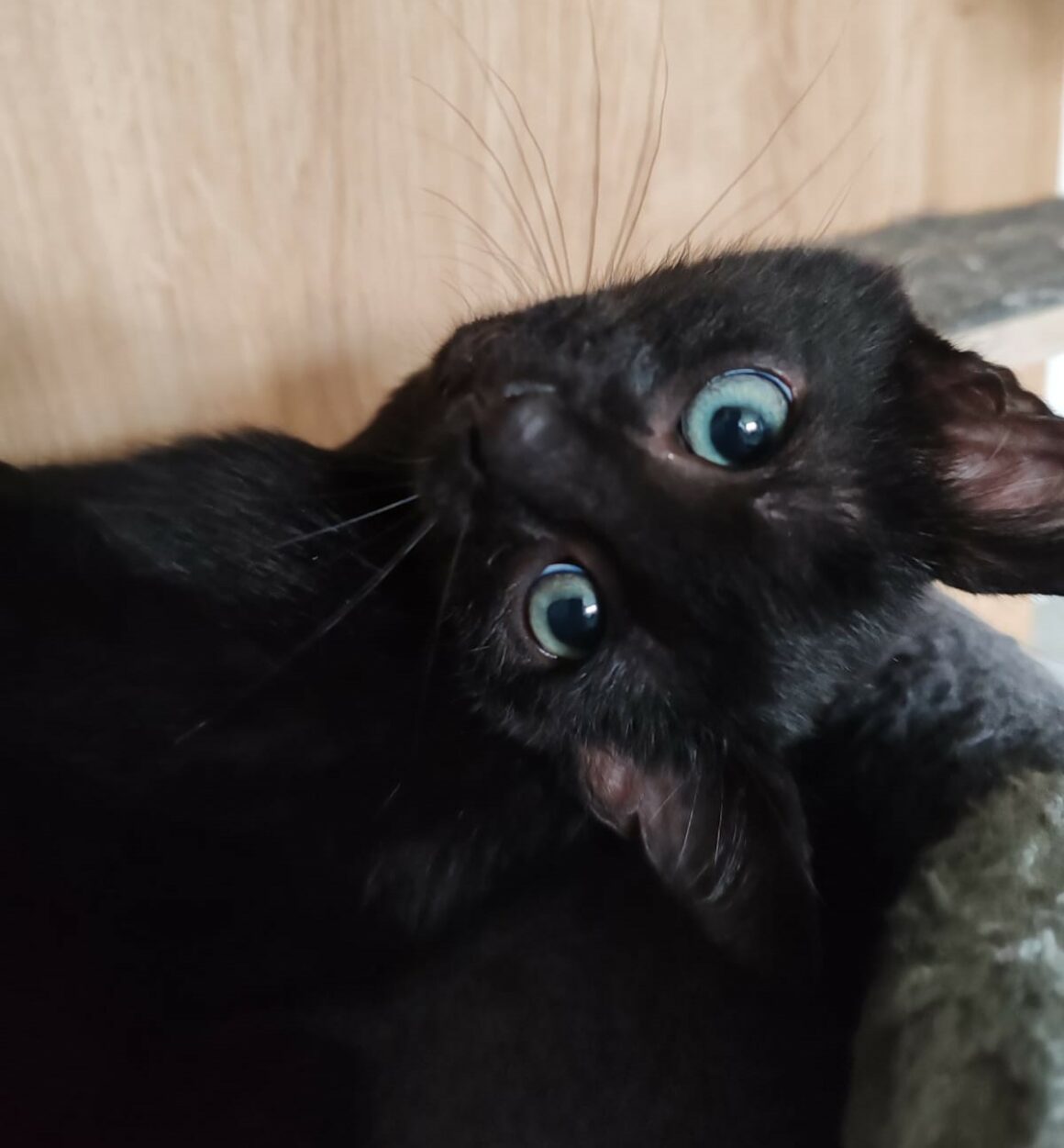 ARABELLE – Chaton