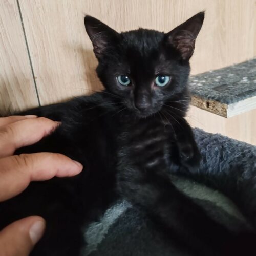 ARABELLE – Chaton