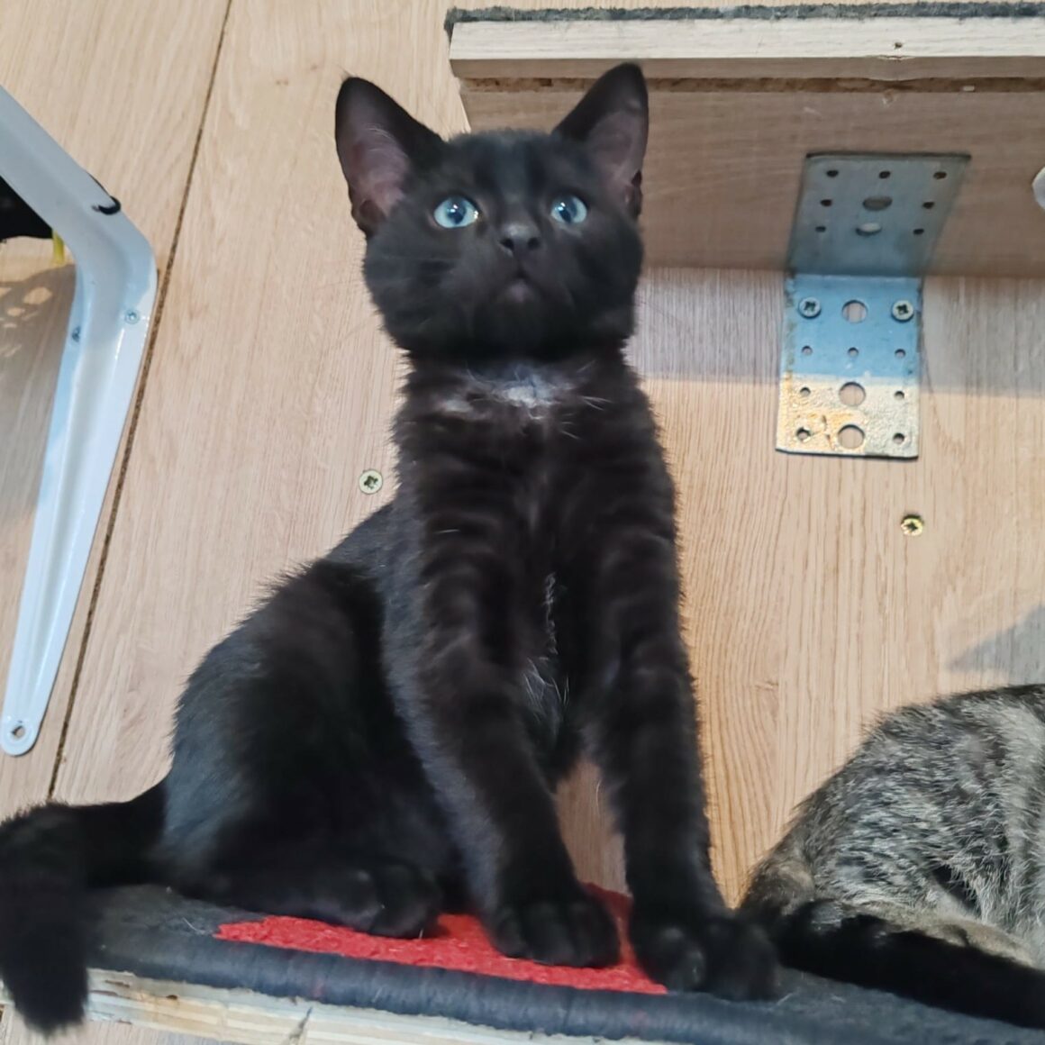 ARABELLE 5 ARABELLE – Chaton Adoptée