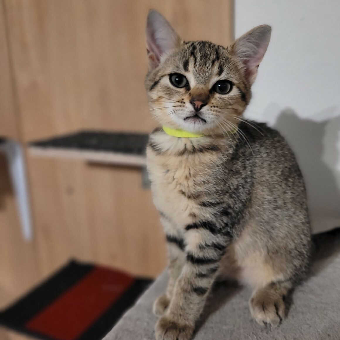 ARISTIDE 2 ARISTIDE – chaton adopté