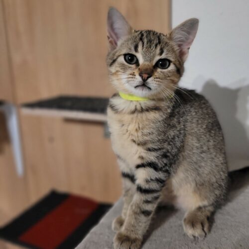 ARISTIDE – chaton réservé