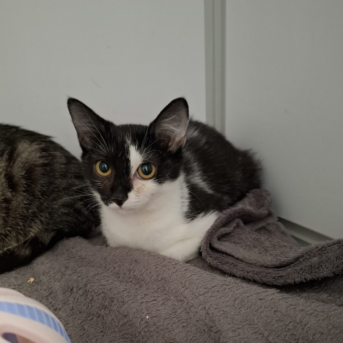 ASTRALE – Chaton adoptée