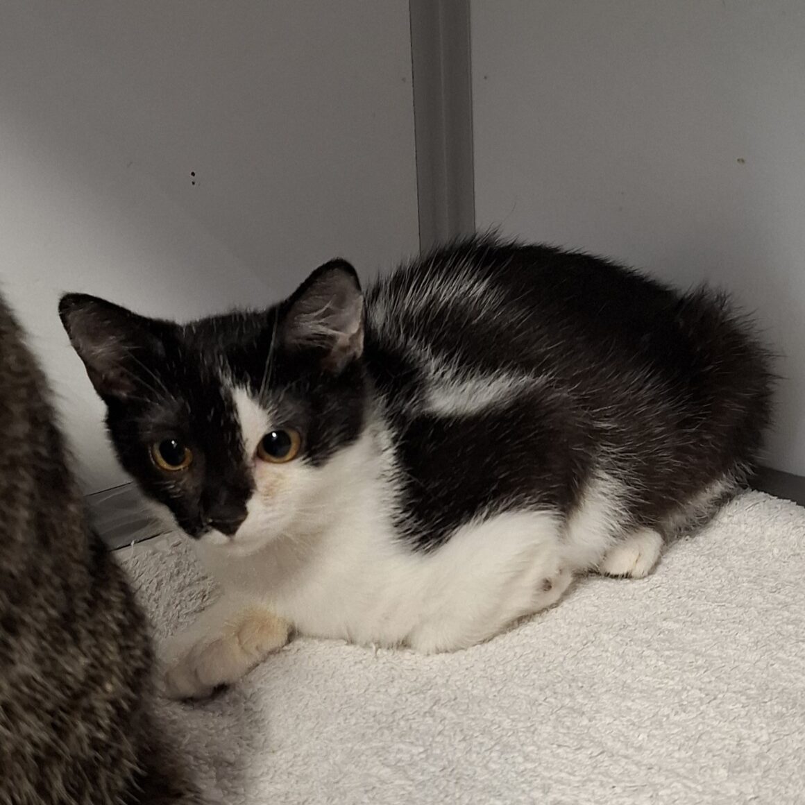 ASTRALE – Chaton