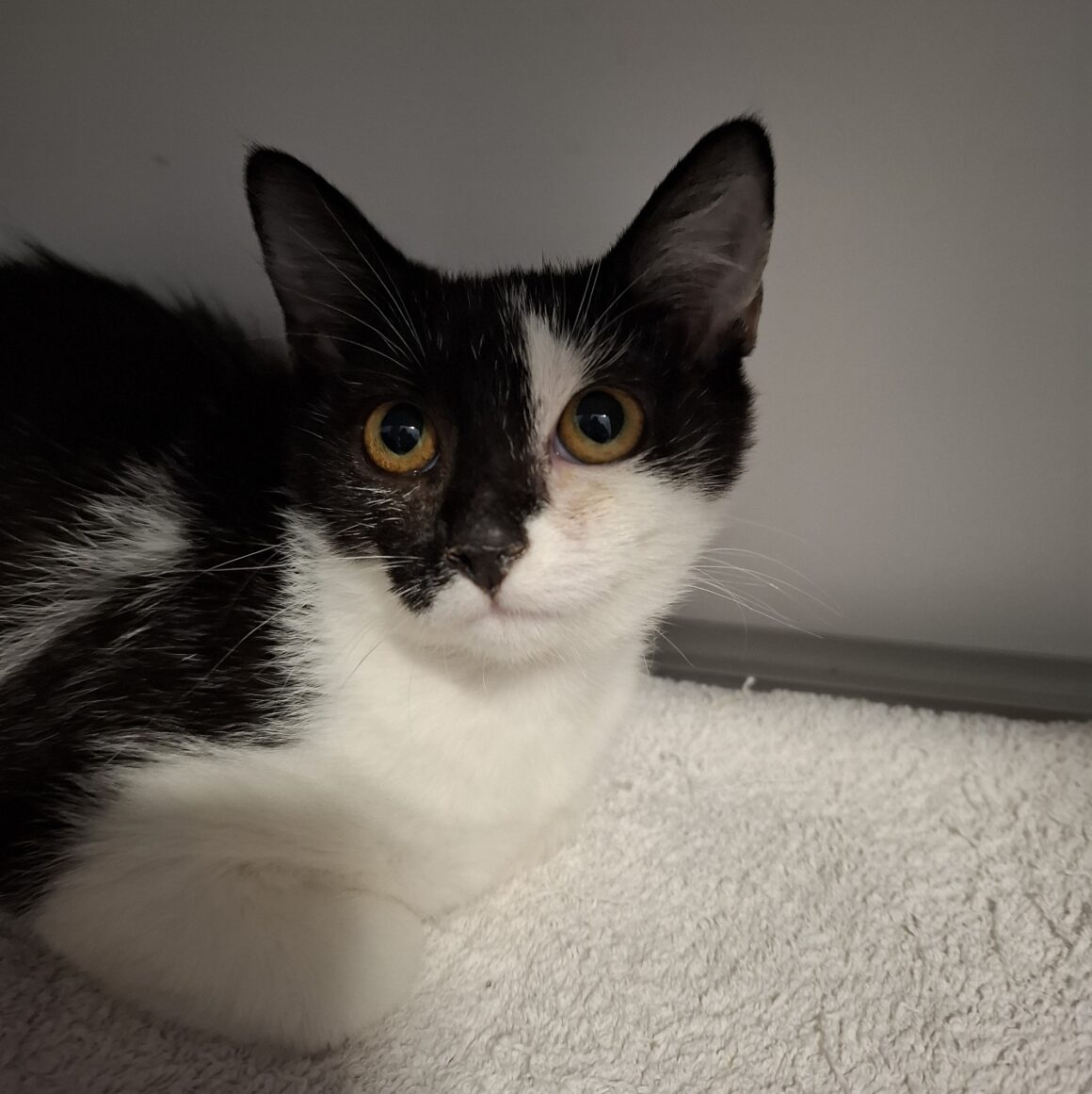 ASTRALE – Chaton