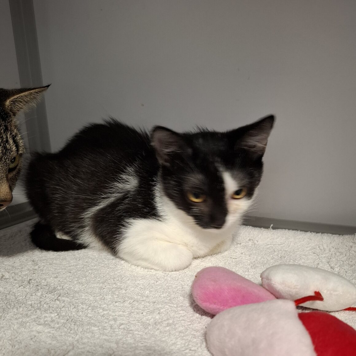ASTRALE – Chaton