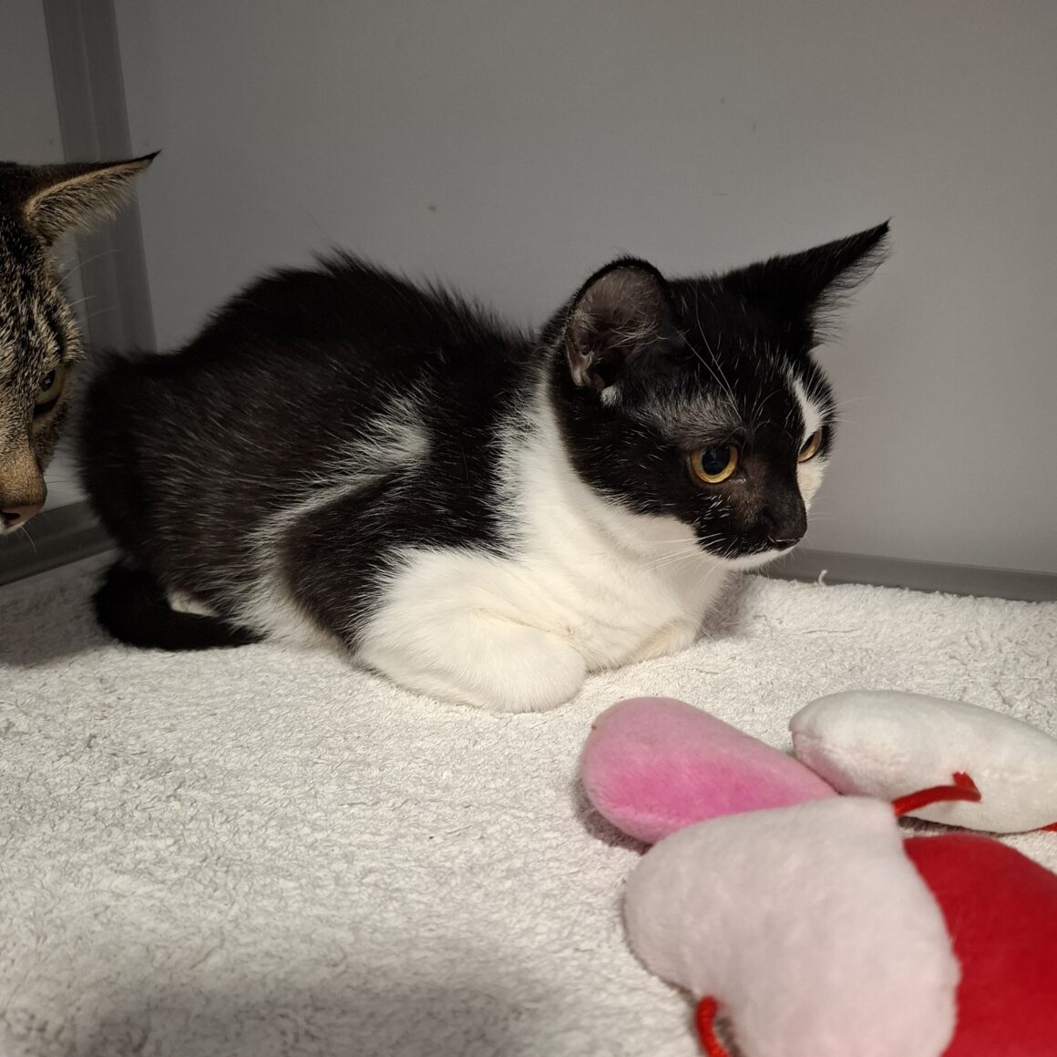 ASTRALE – Chaton