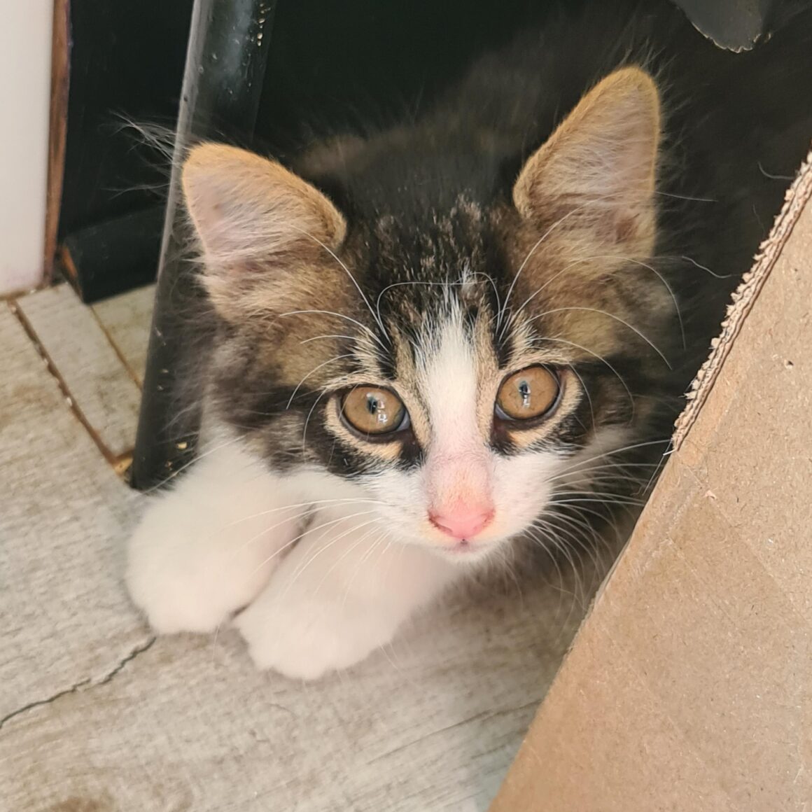 ATSURI – chaton réservé