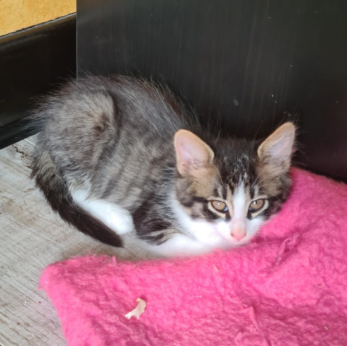 ATSURI – chaton réservé