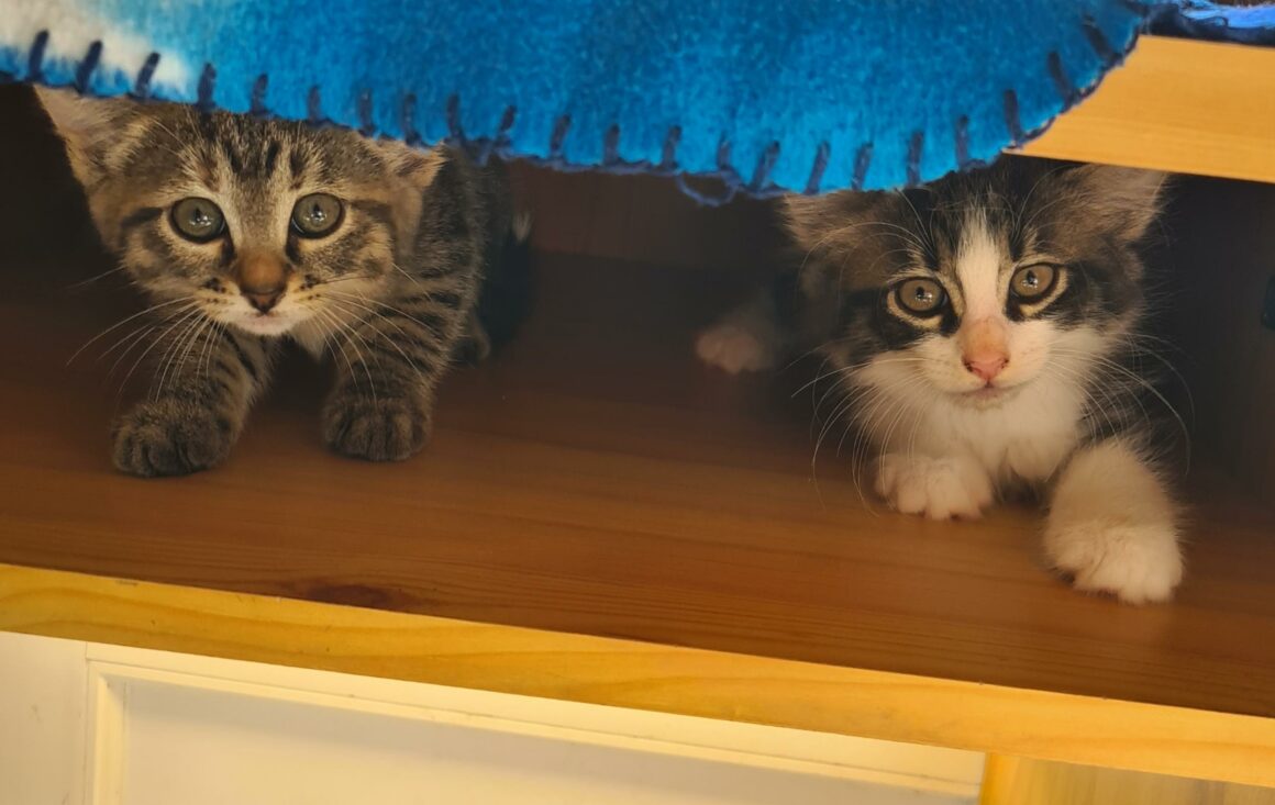 ATSURI – chaton réservé