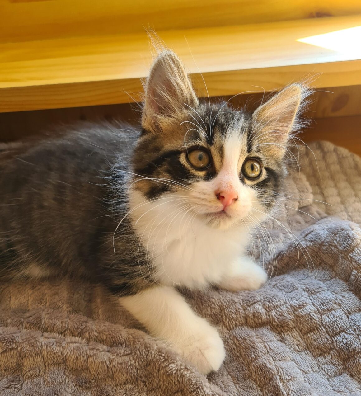 ATSURI – chaton réservé