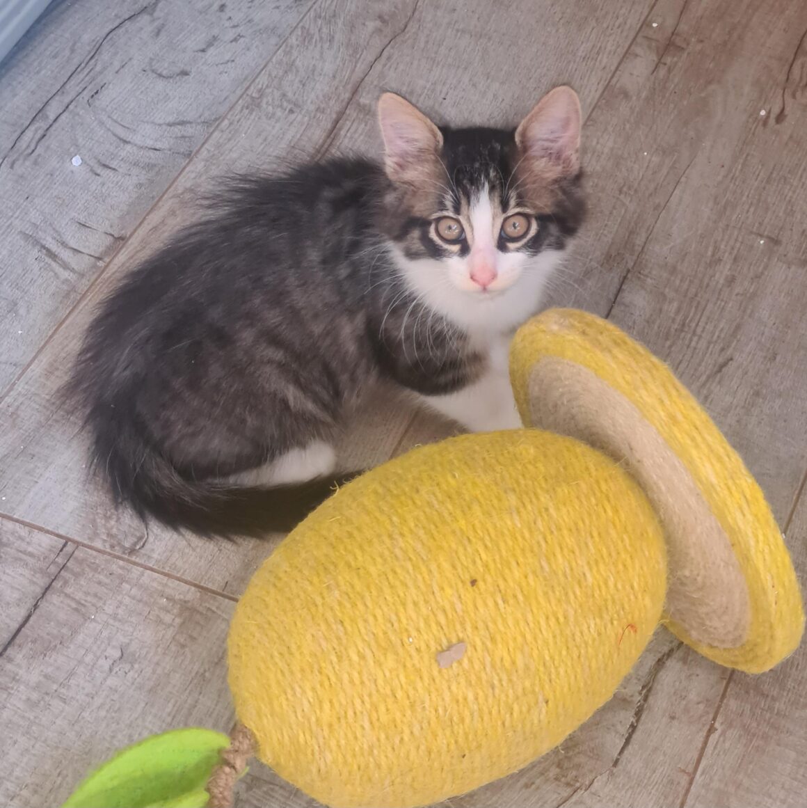 ATSURI – chaton adopté