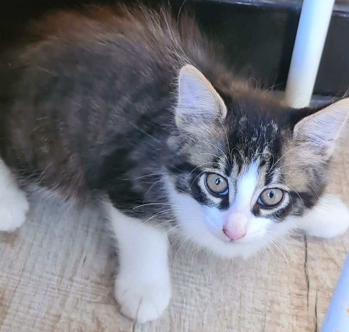 ATSURI – chaton réservé