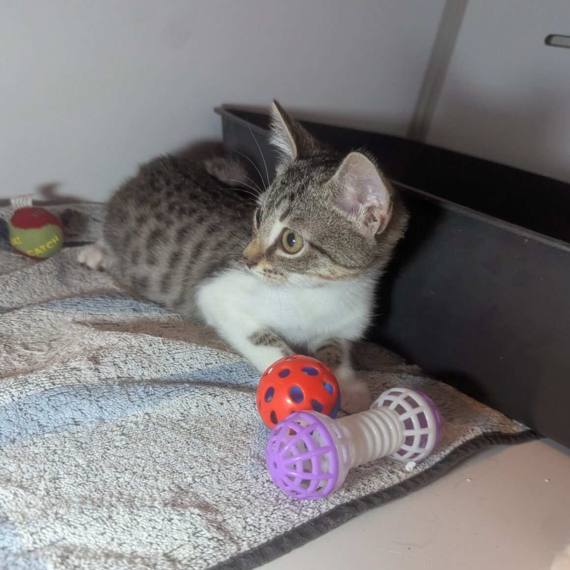 ATOL – chaton Réservé