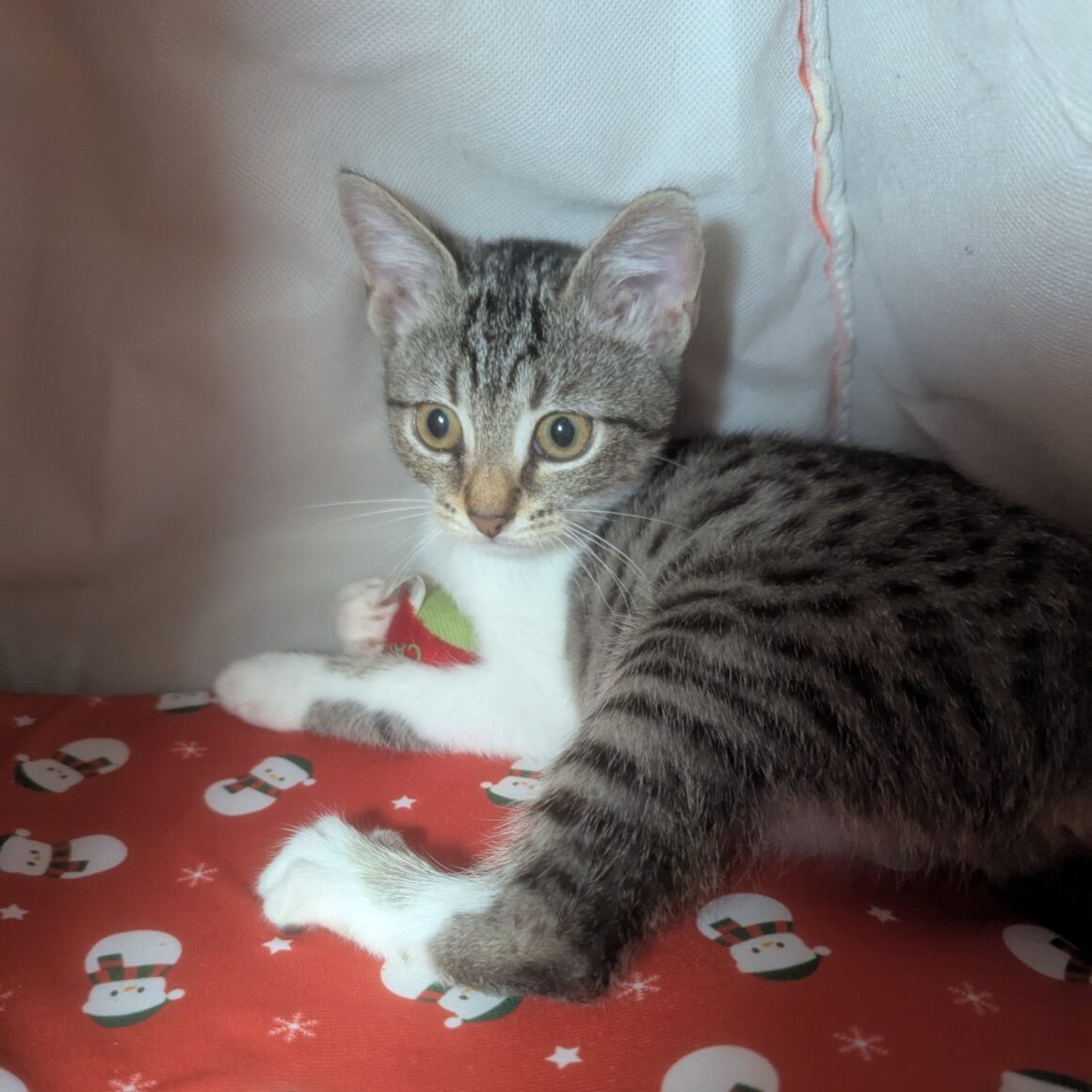 ATOL – chaton Réservé