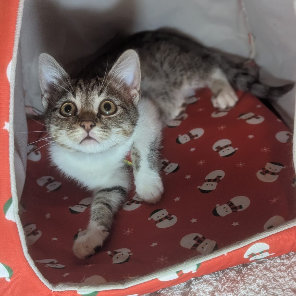 ATOL – chaton adopté