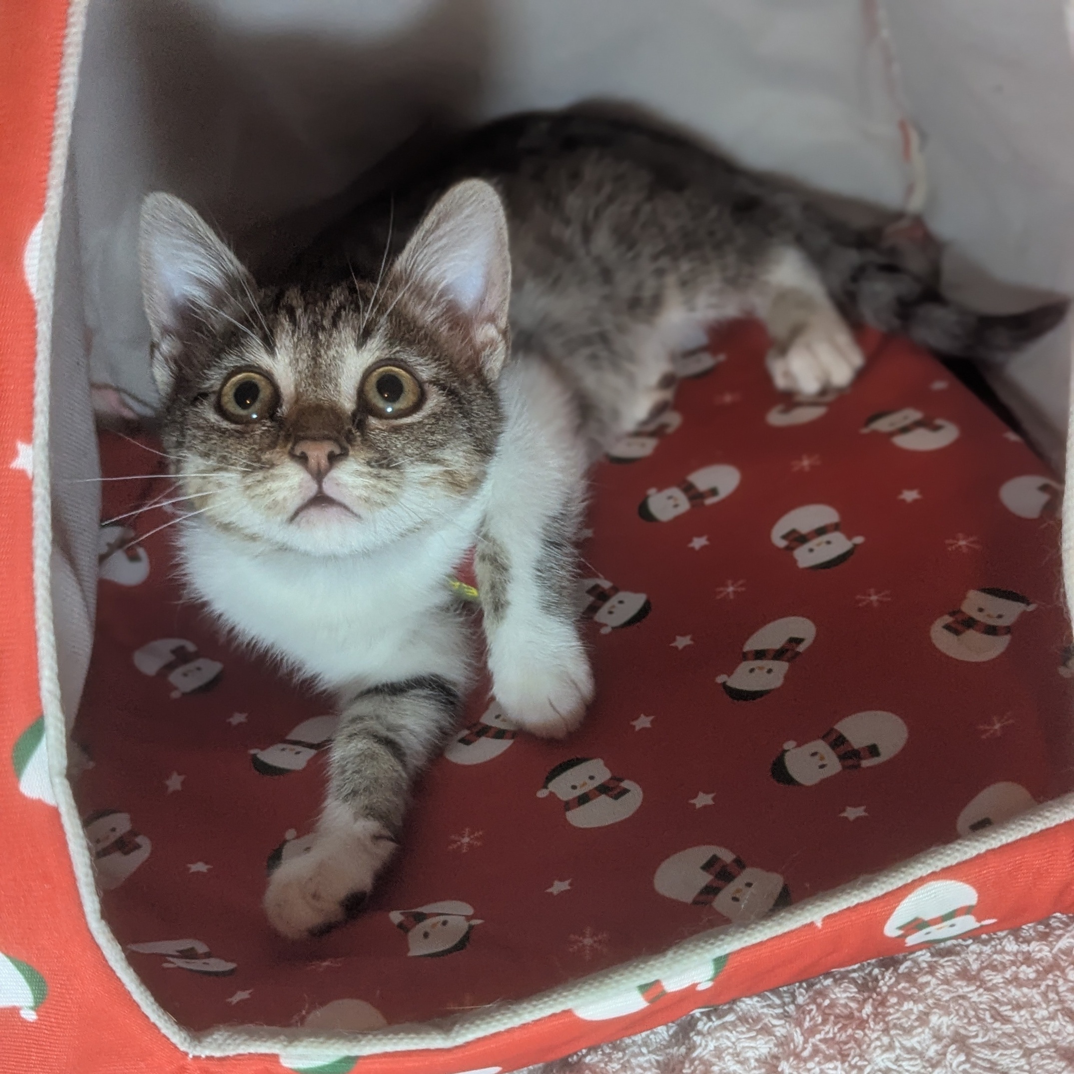 ATOL – chaton Réservé
