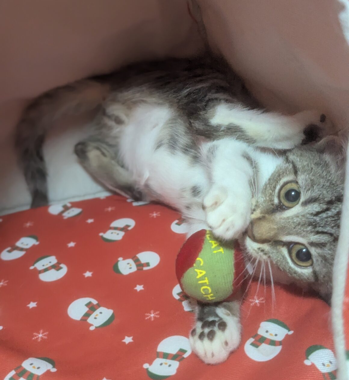 ATOL – chaton Réservé