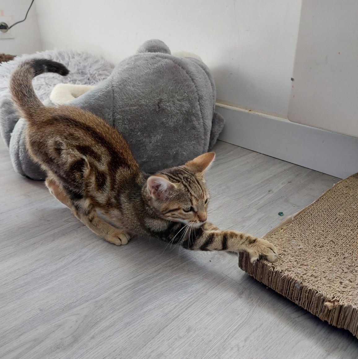 AVA – Chaton