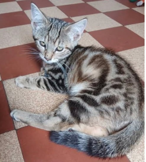 AVA – Chaton