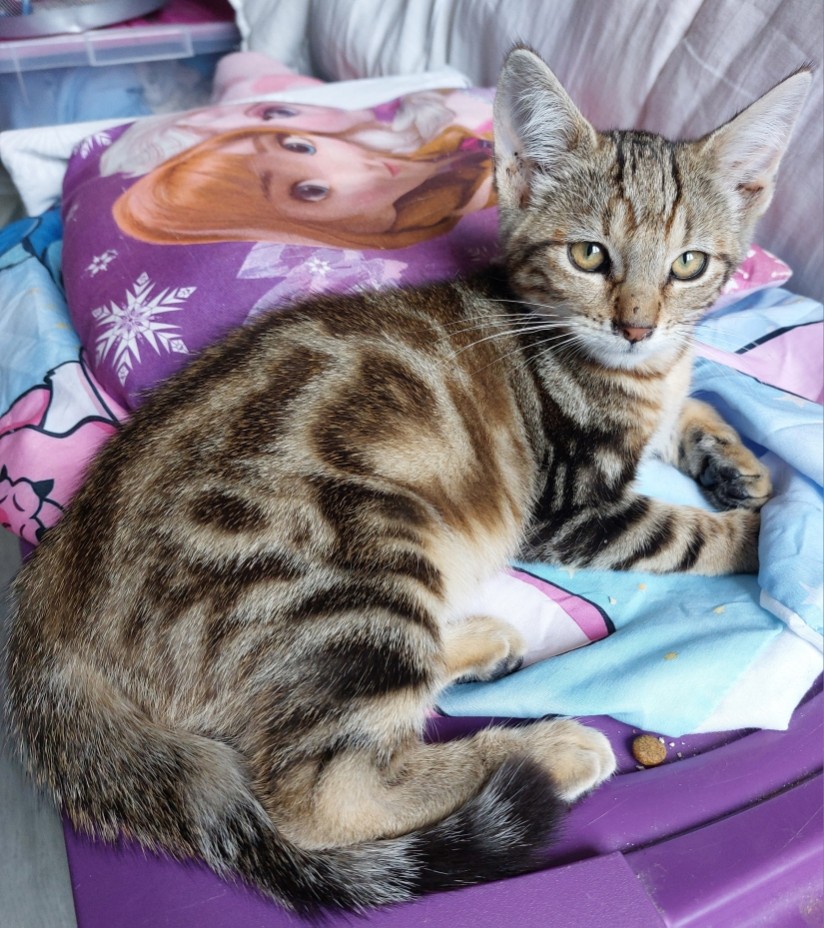 AVA – Chaton