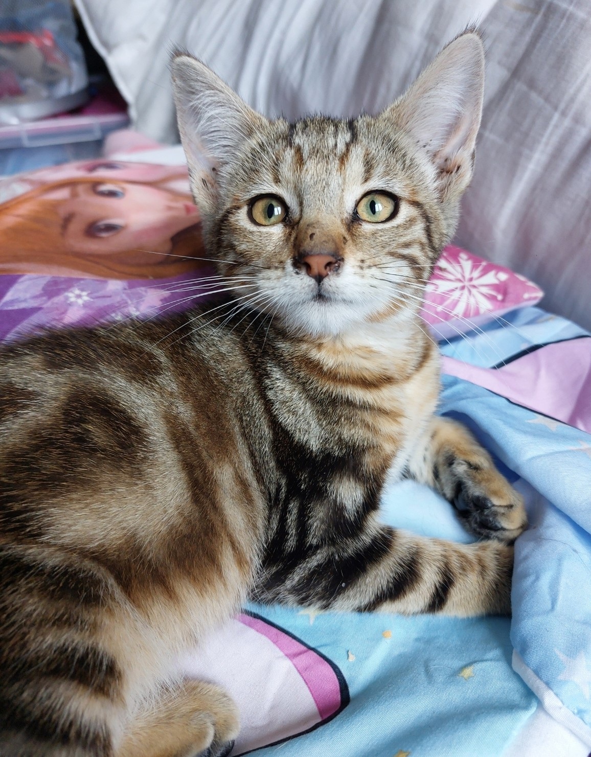 AVA – Chaton