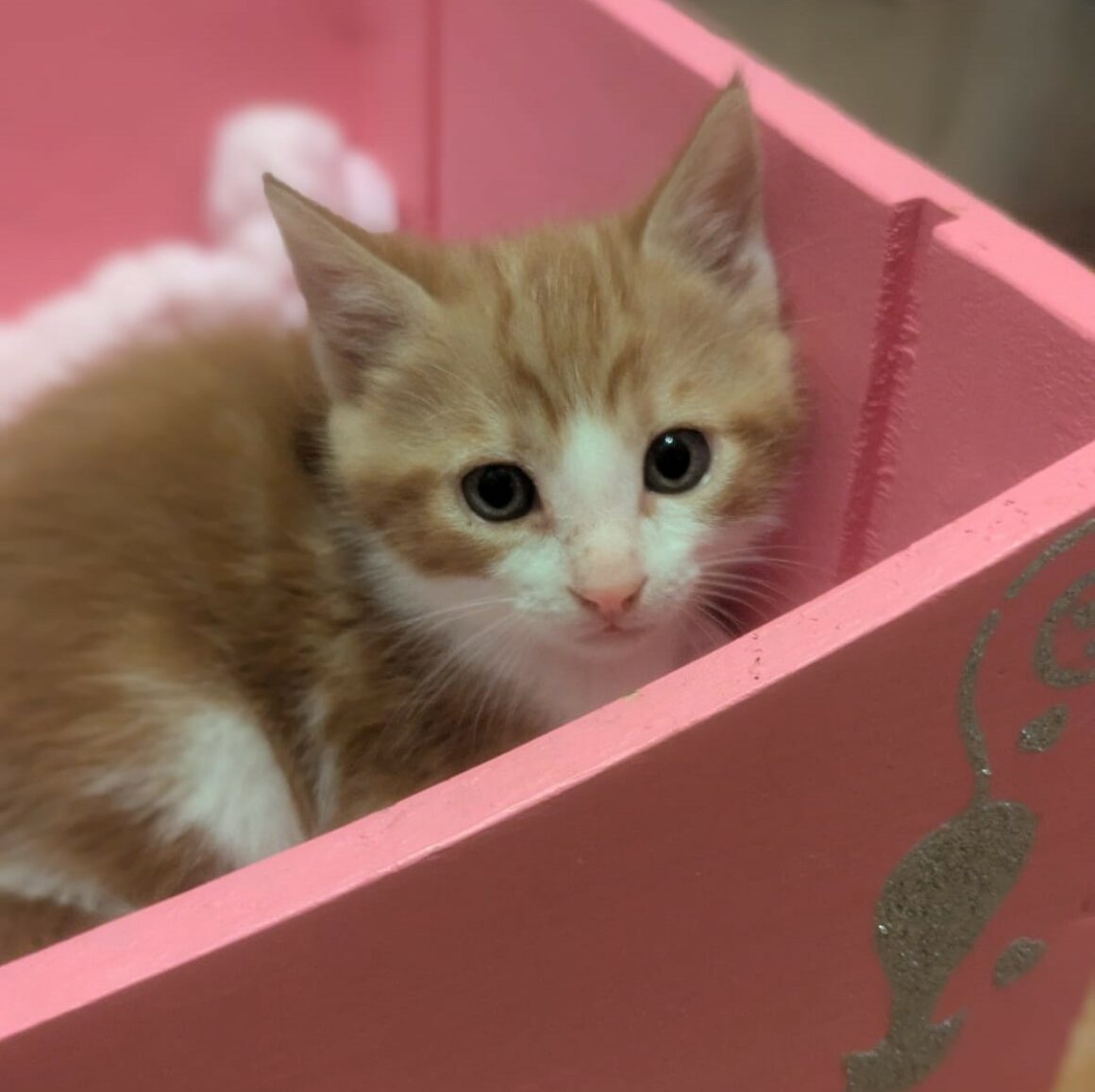 AVERY – CHATON Réservé