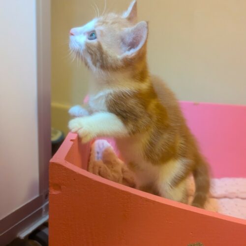 AVERY – CHATON Réservé