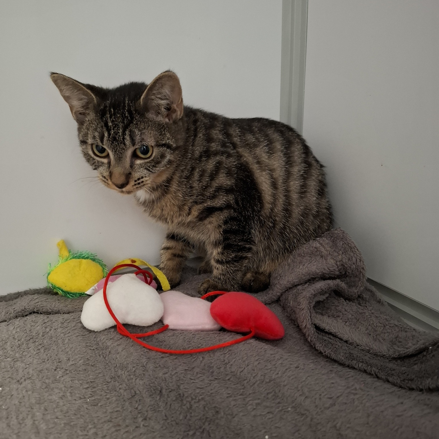 AVOINE – Chaton