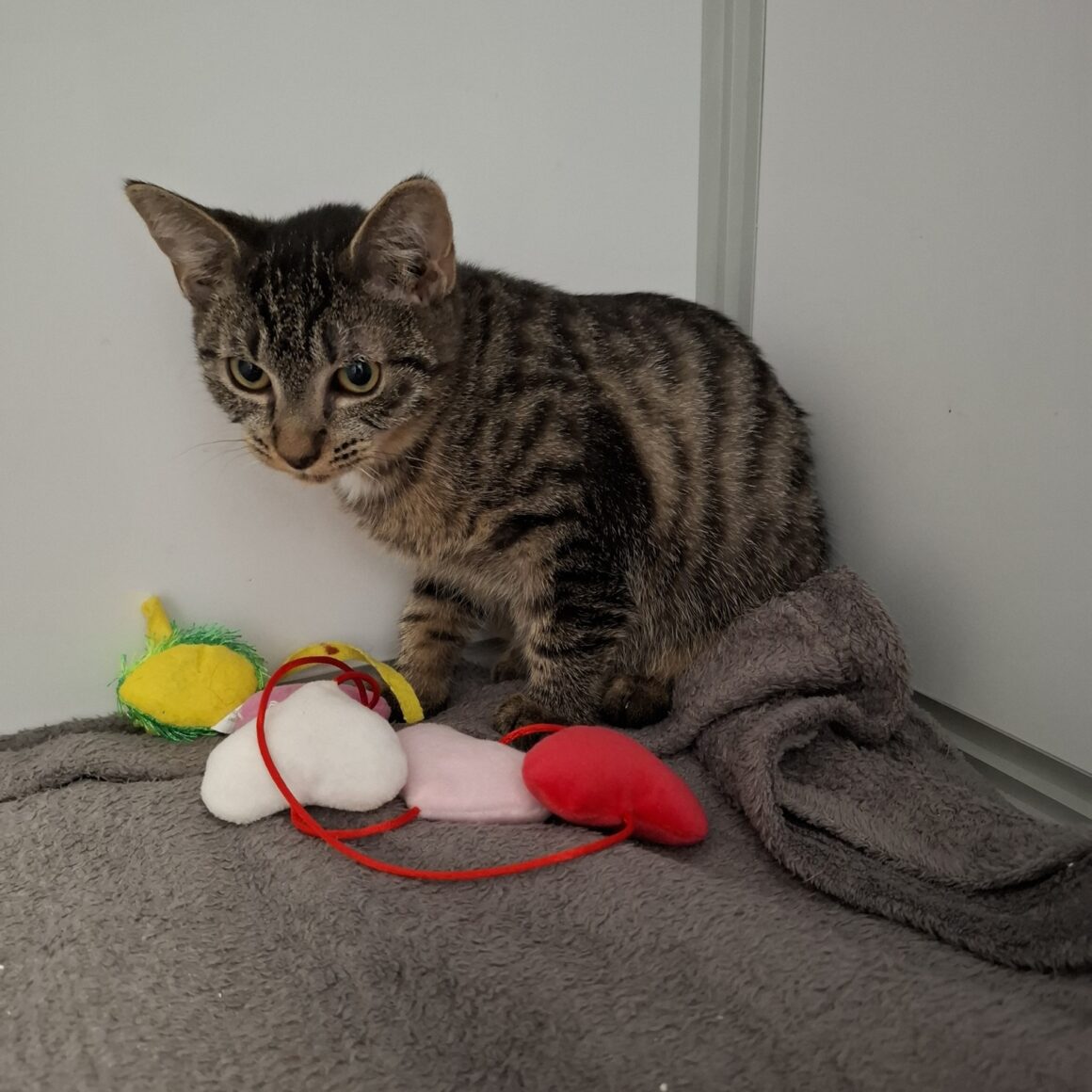 AVOINE – Chaton