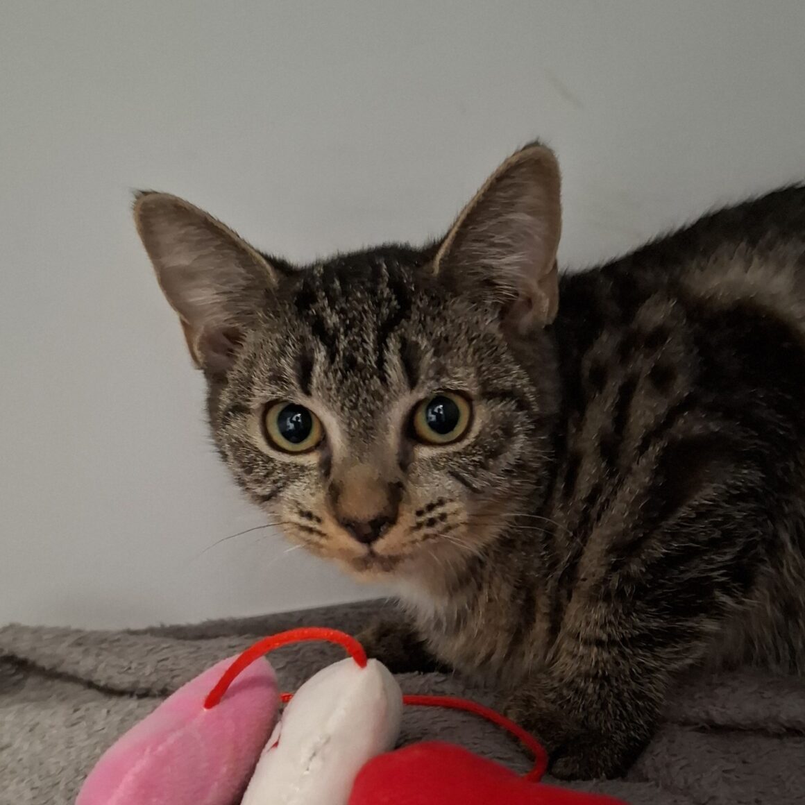 AVOINE – Chaton