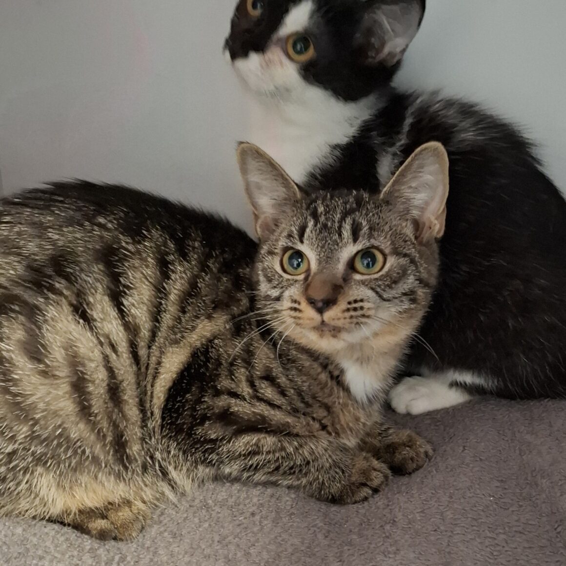 AVOINE – Chaton