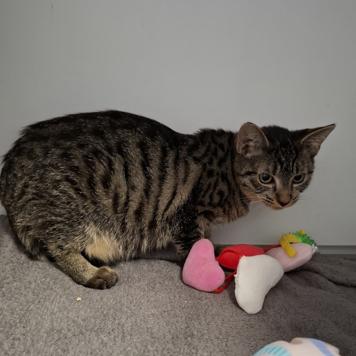 AVOINE – Chaton