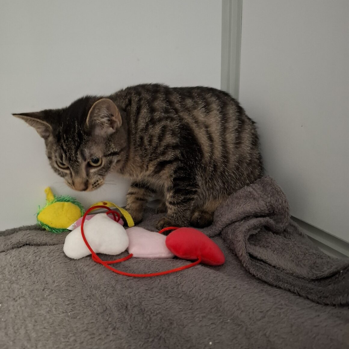 AVOINE – Chaton