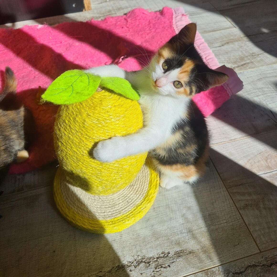 ALOVEYOU – Chaton réservée
