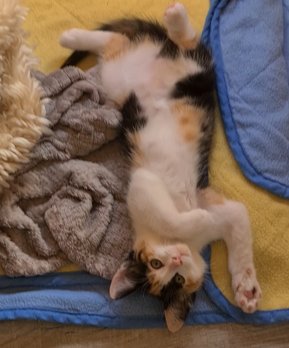 ALOVEYOU – Chaton réservée
