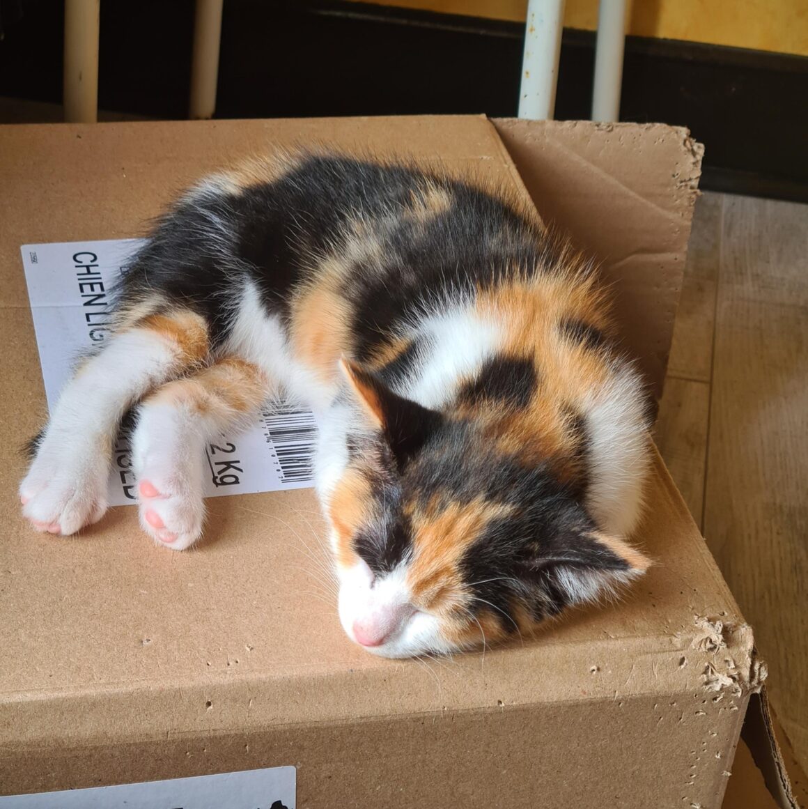 ALOVEYOU – Chaton réservée